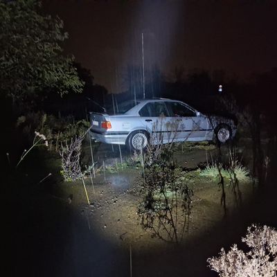 Vos 2 Nijlen